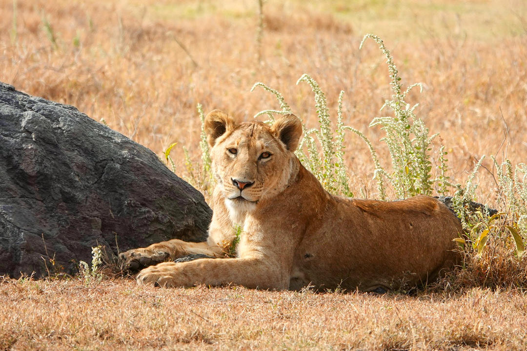 Ngorongoro Craterimage - 1
