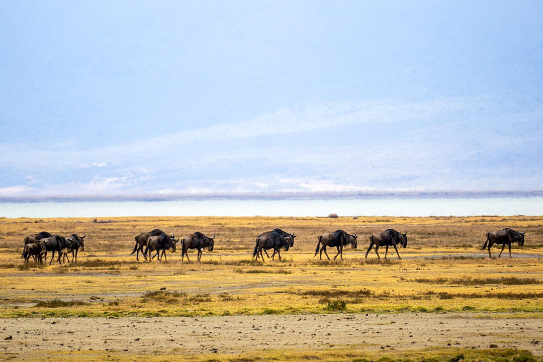 Ngorongoro Craterimage - 0