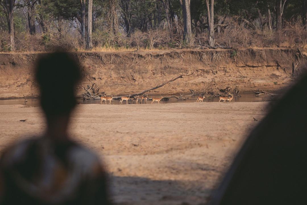North Luangwa nationalparkimage - 0