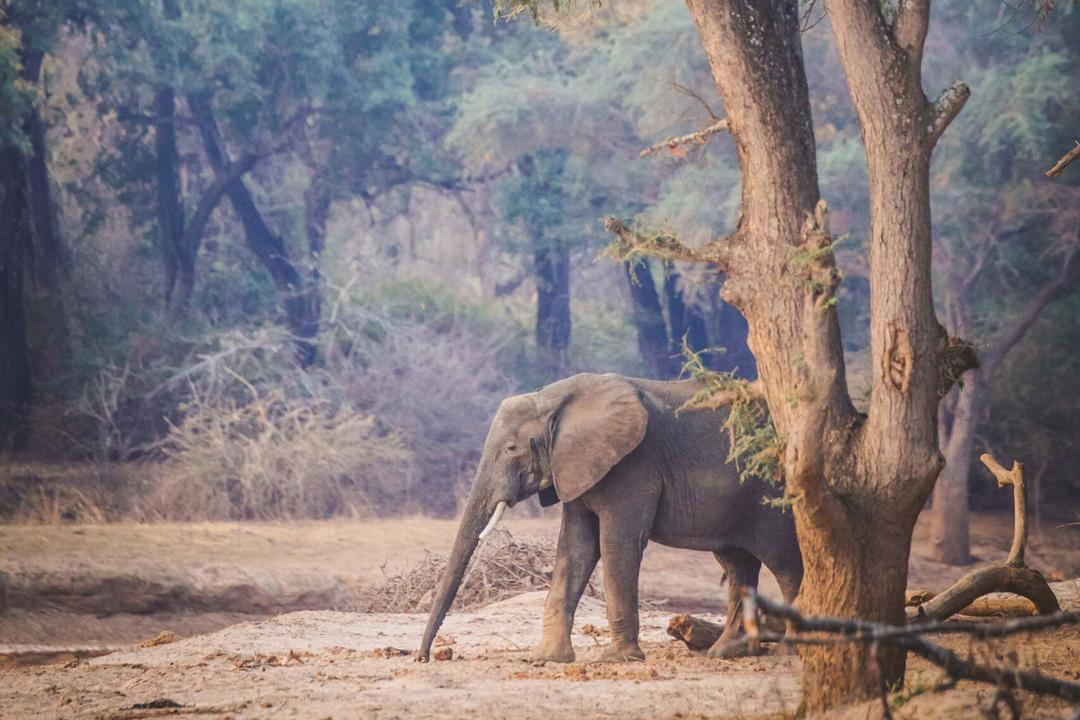 North Luangwa nationalparkimage - 0