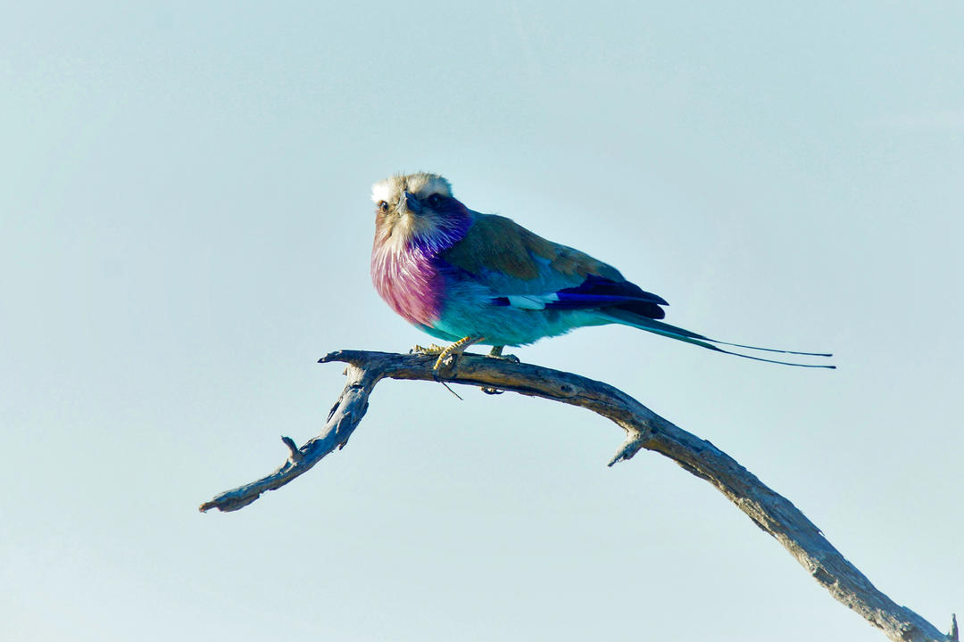 Boteti River - Makgadikgadi Pans National Parkimage - 1