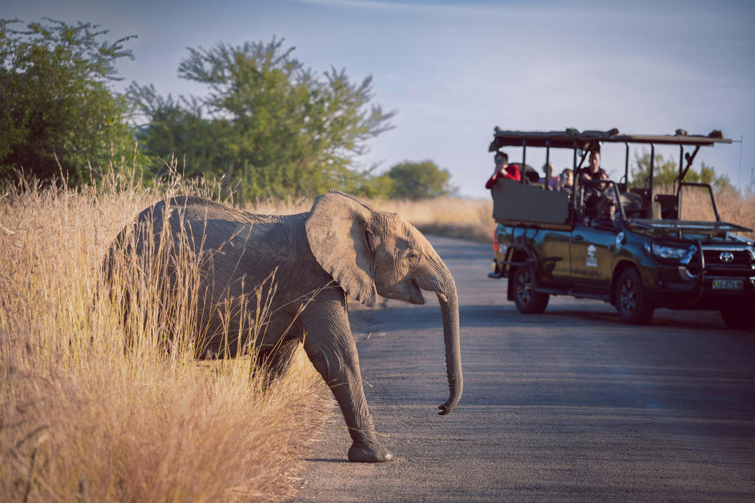 Sun City & Pilanesbergimage - 0