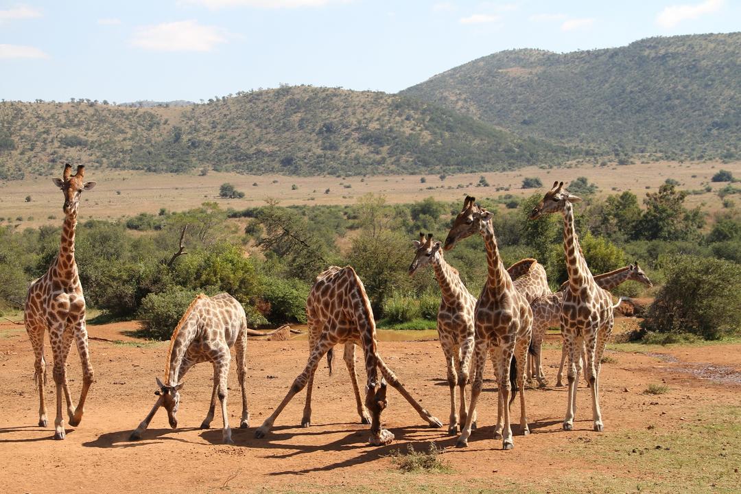 Sun City & Pilanesbergimage - 1
