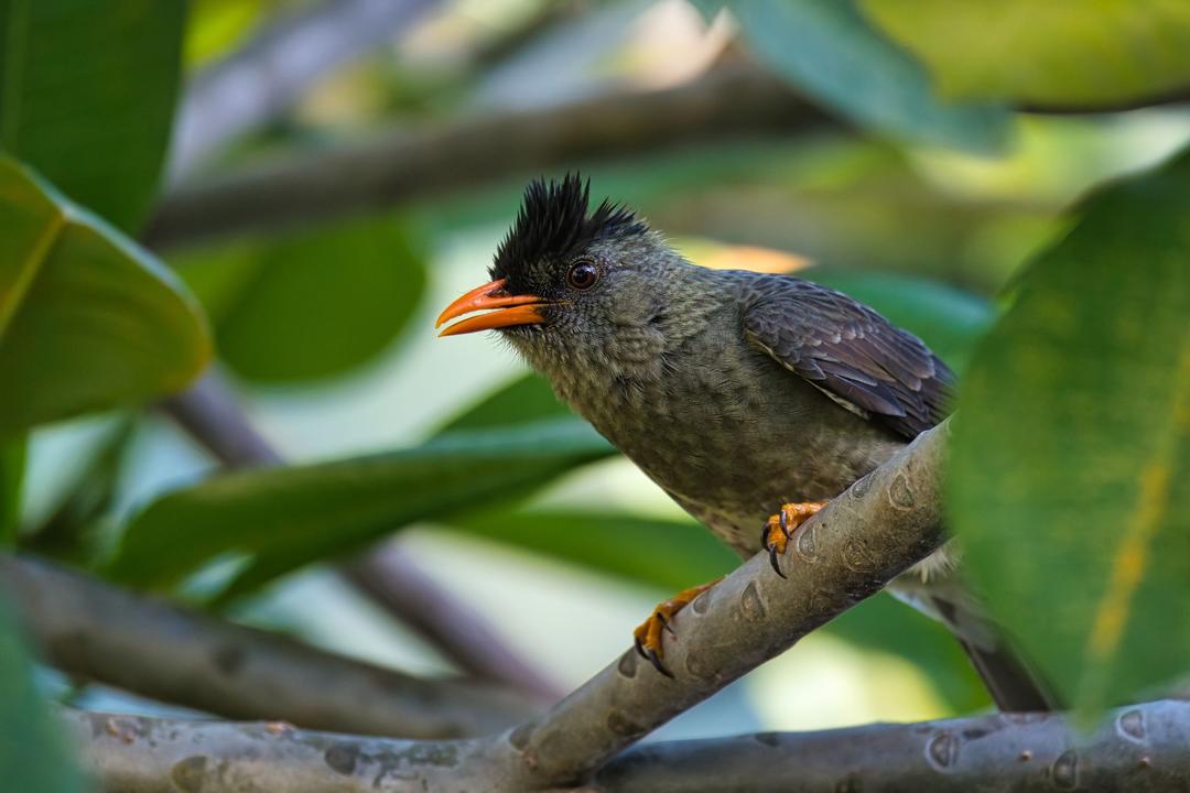 Praslin Islandimage - 1