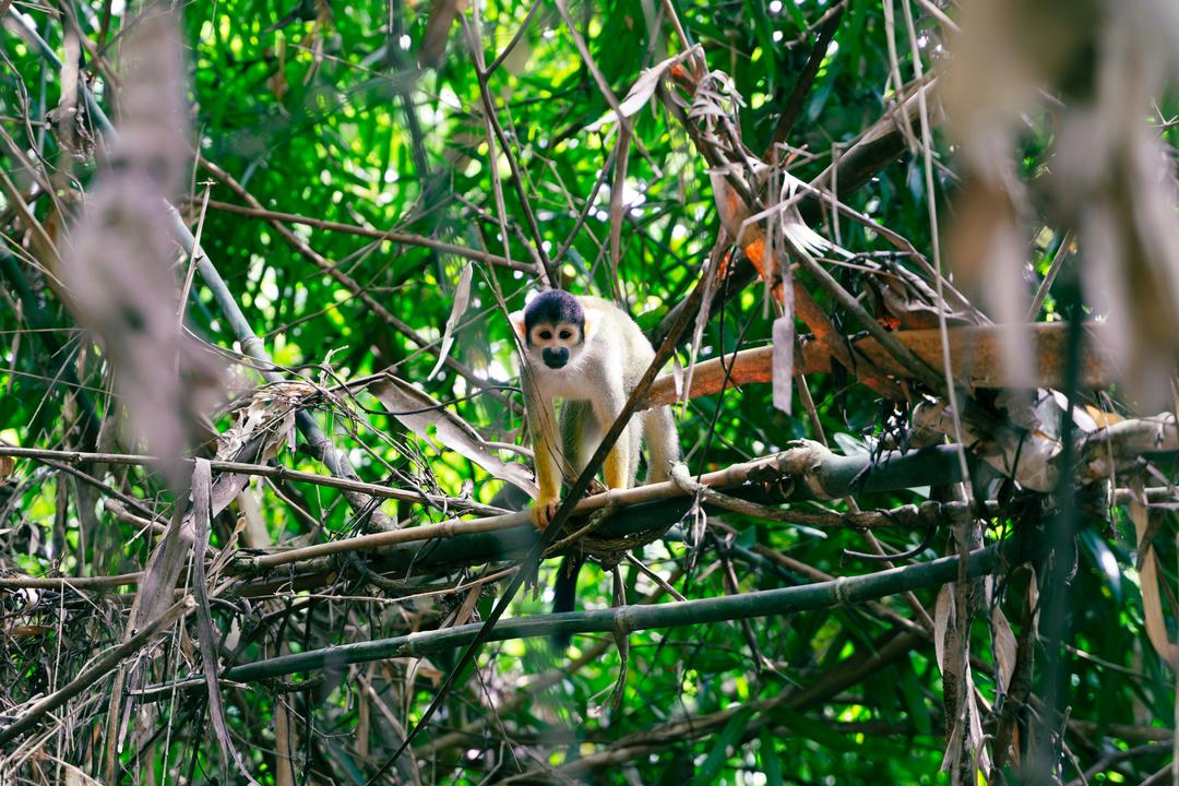 Puerto Maldonadoimage - 1