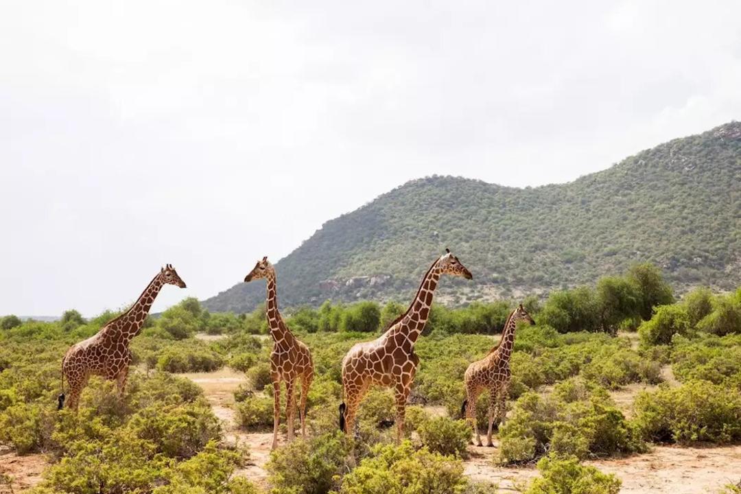 Samburu National Reserveimage - 0