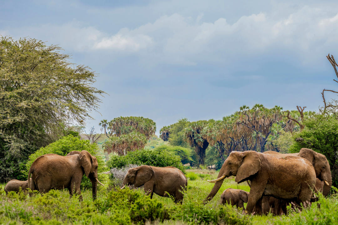 Samburu National Reserveimage - 0