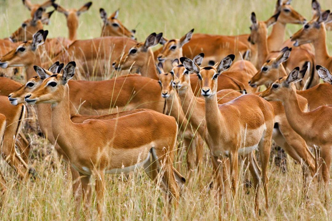 Samburu National Reserveimage - 1