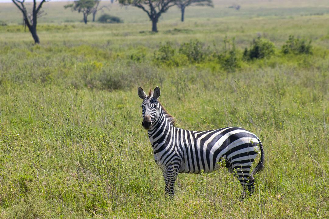 Serengeti National Parkimage - 1