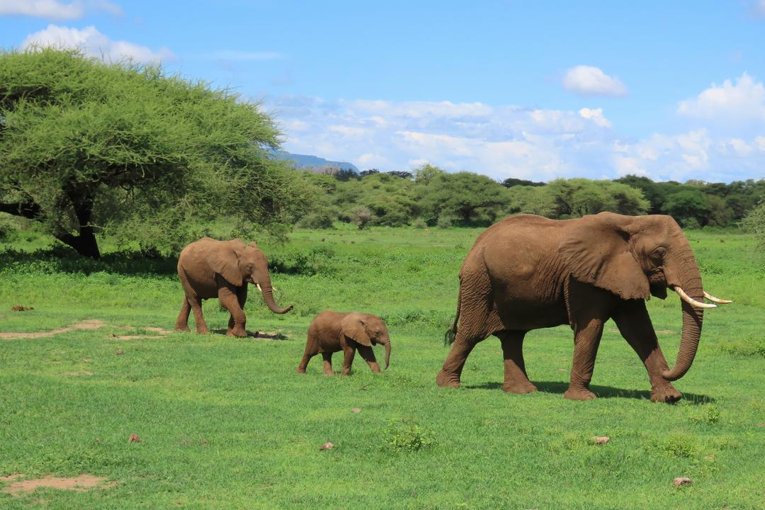 Serengeti National Parkimage - 1