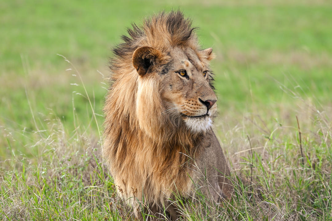 Serengeti National Parkimage - 0