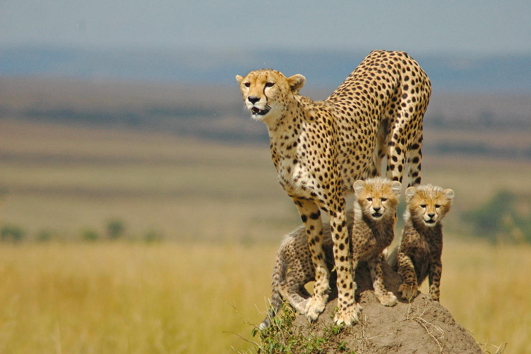 Serengeti National Parkimage - 1