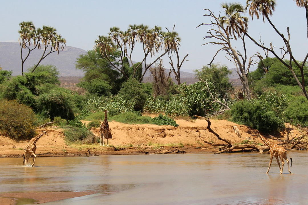 Shaba Game Reserveimage - 0