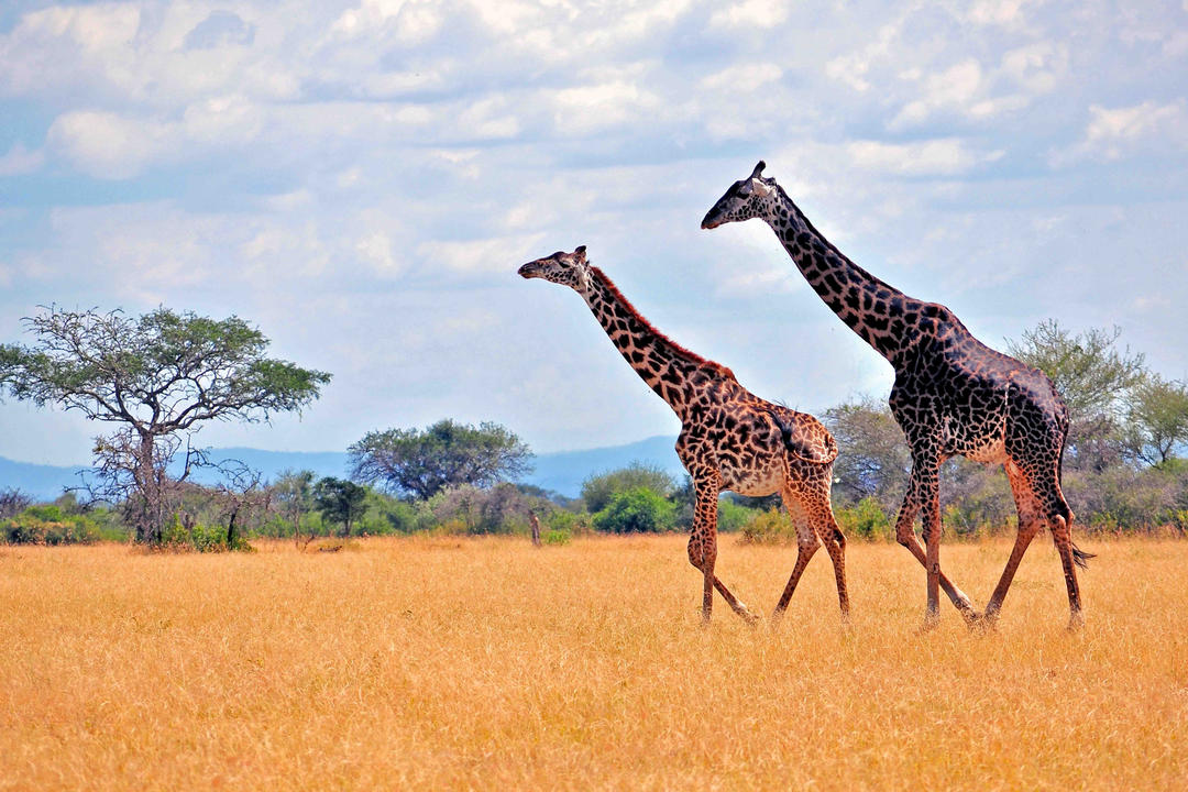 Tanzania Southern Highlandsimage - 1