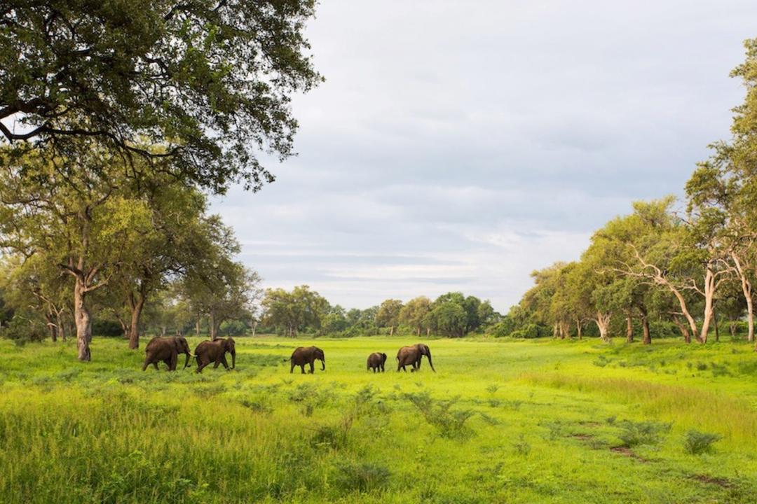South Luangwa nationalparkimage - 0