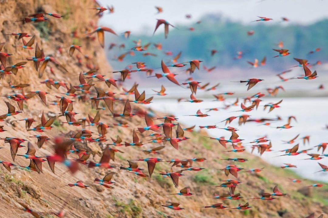 South Luangwa nationalparkimage - 1