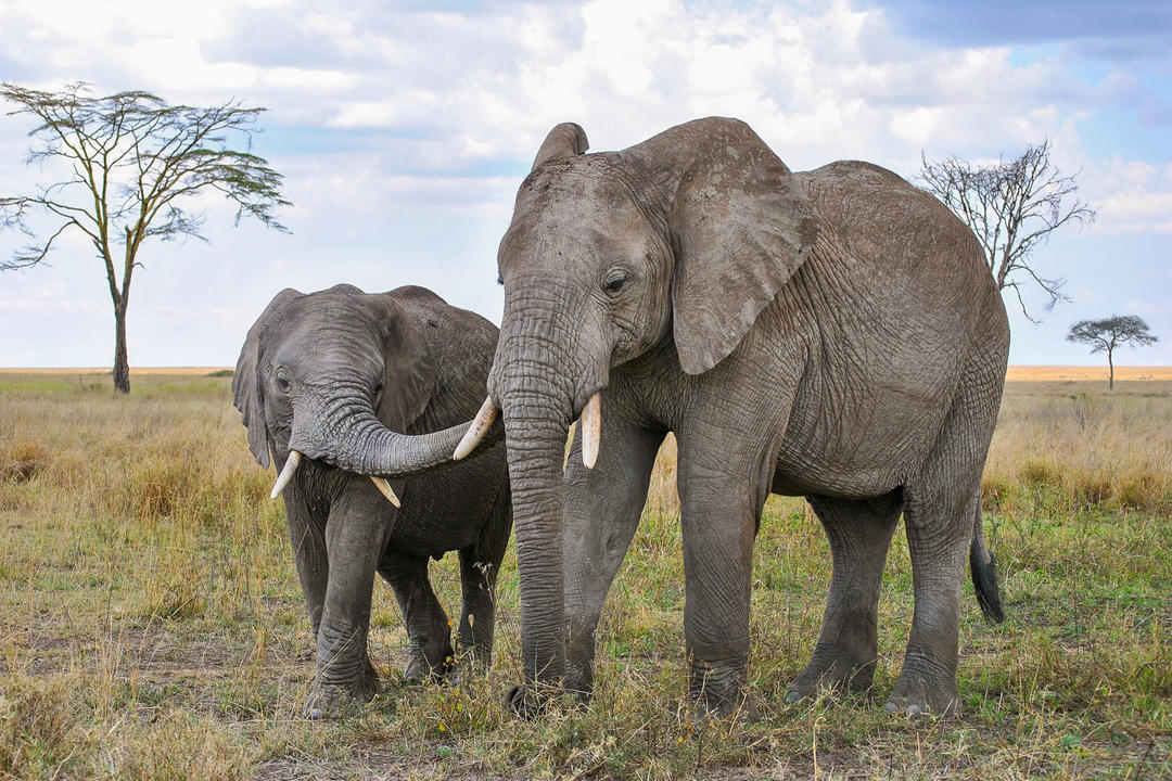 Tarangire National Parkimage - 0