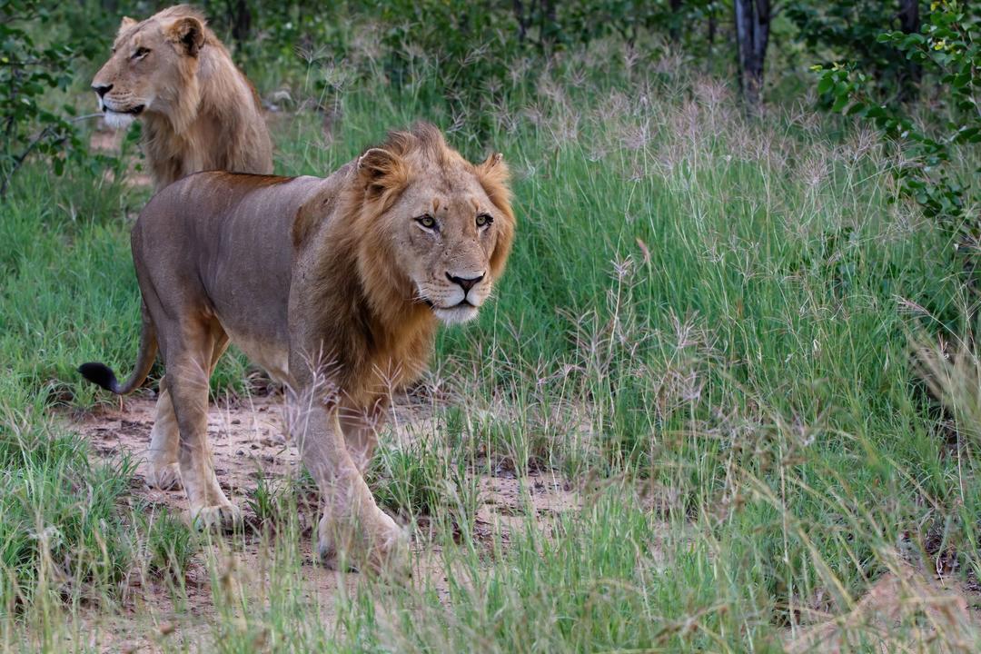 Timbavati privata viltreservatimage - 0