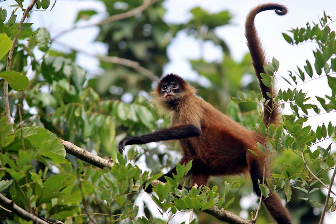 Tortuguero National Parkimage - 1