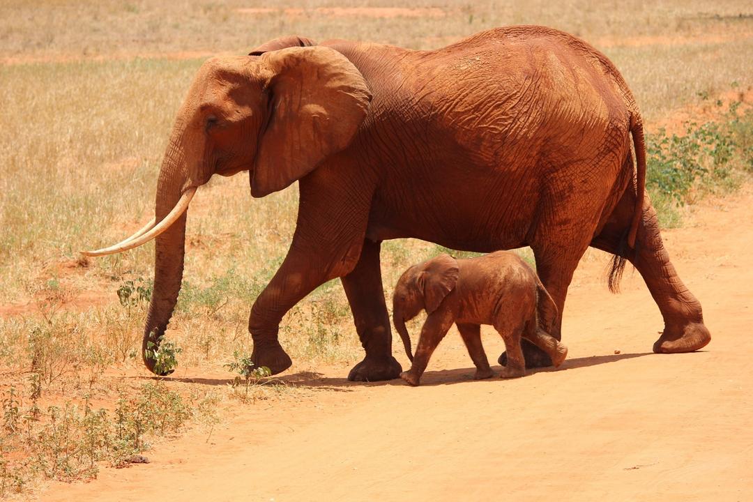Tsavo West National Parkimage - 1
