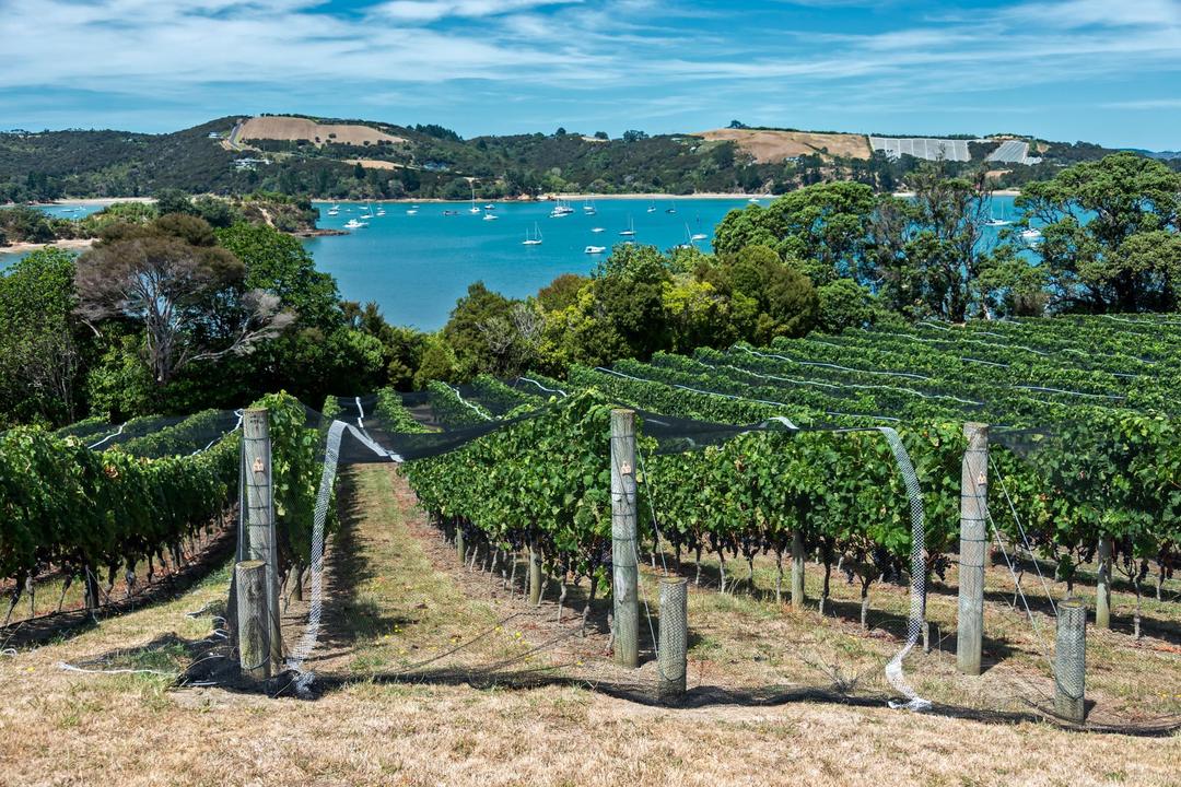 Waiheke smakresa bland vingårdarimage - 0
