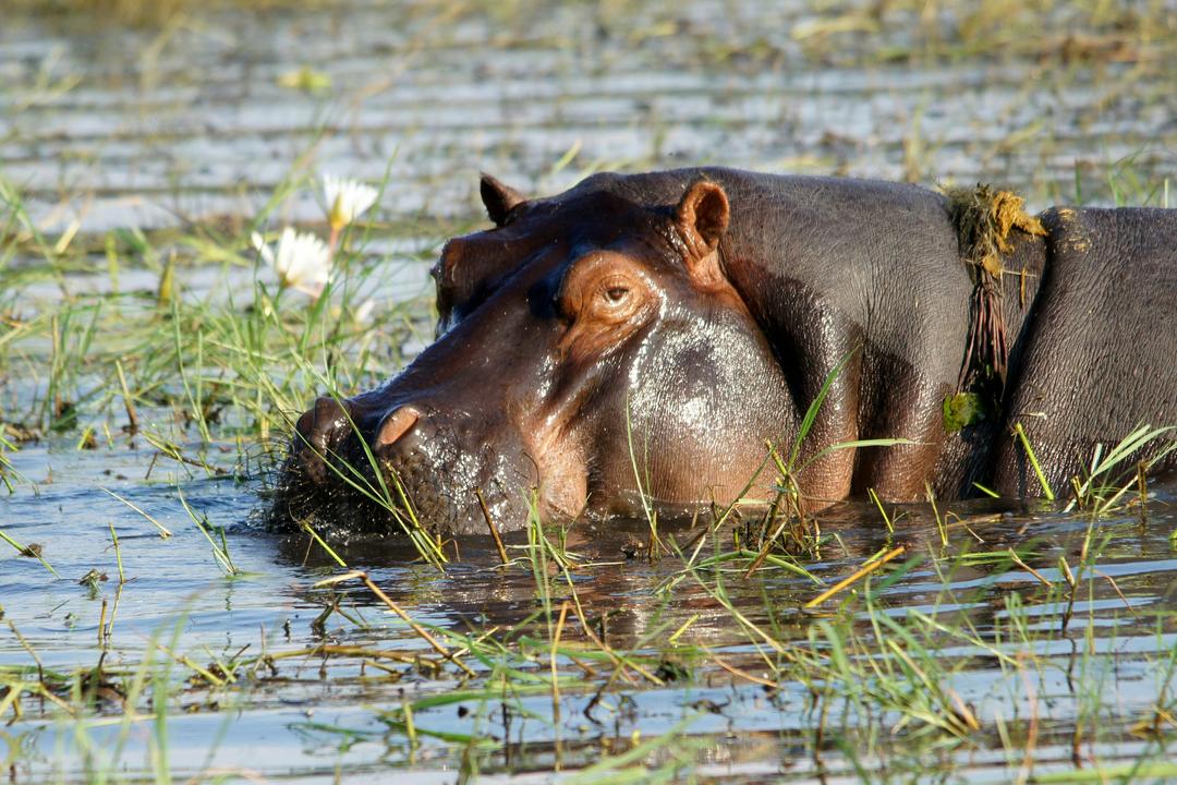 Zambezi Regionenimage - 0