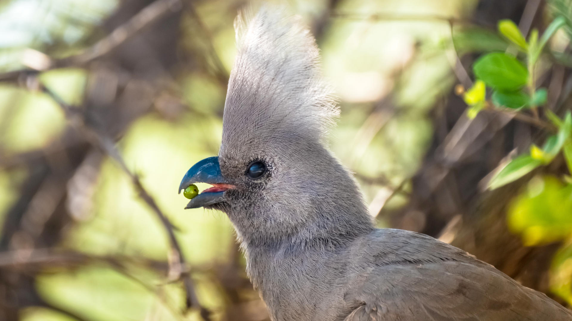 African Safaris Ltd 16day Zimbabwe and Botswana Gametracker