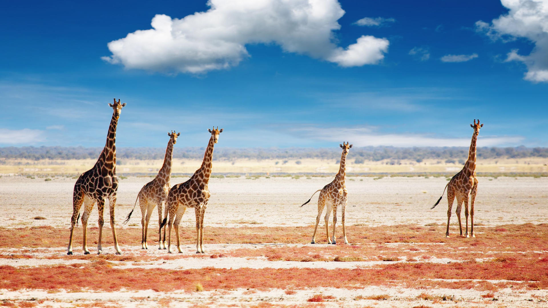 Namibia Tracks & Trails 2019 12 notti Namibia Tracks & Trails 2019 12 notti