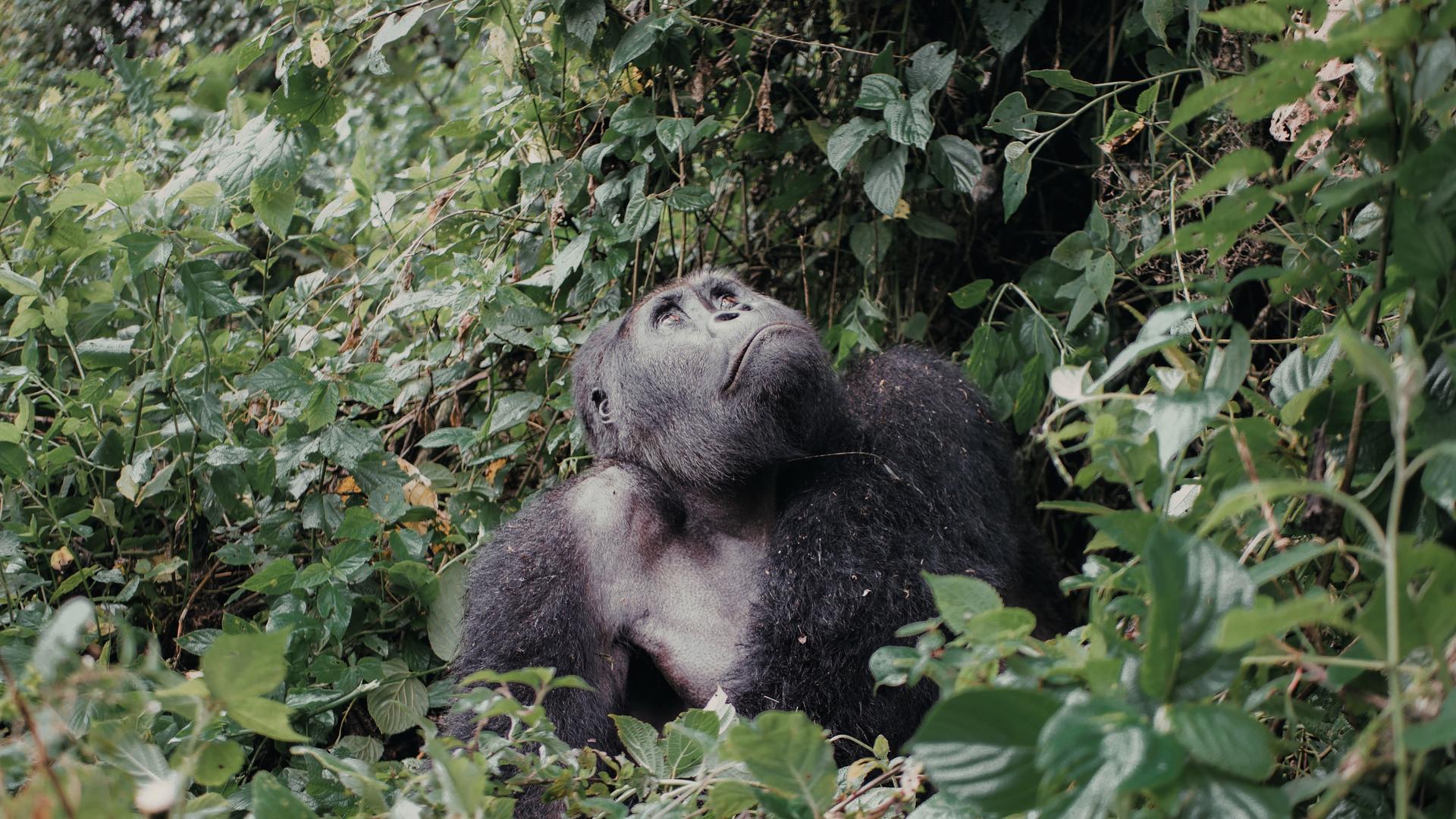 Kahuzi Biega (DRC) Gorillas, Lake Kivu & Nyungwe Forest (Rwanda)