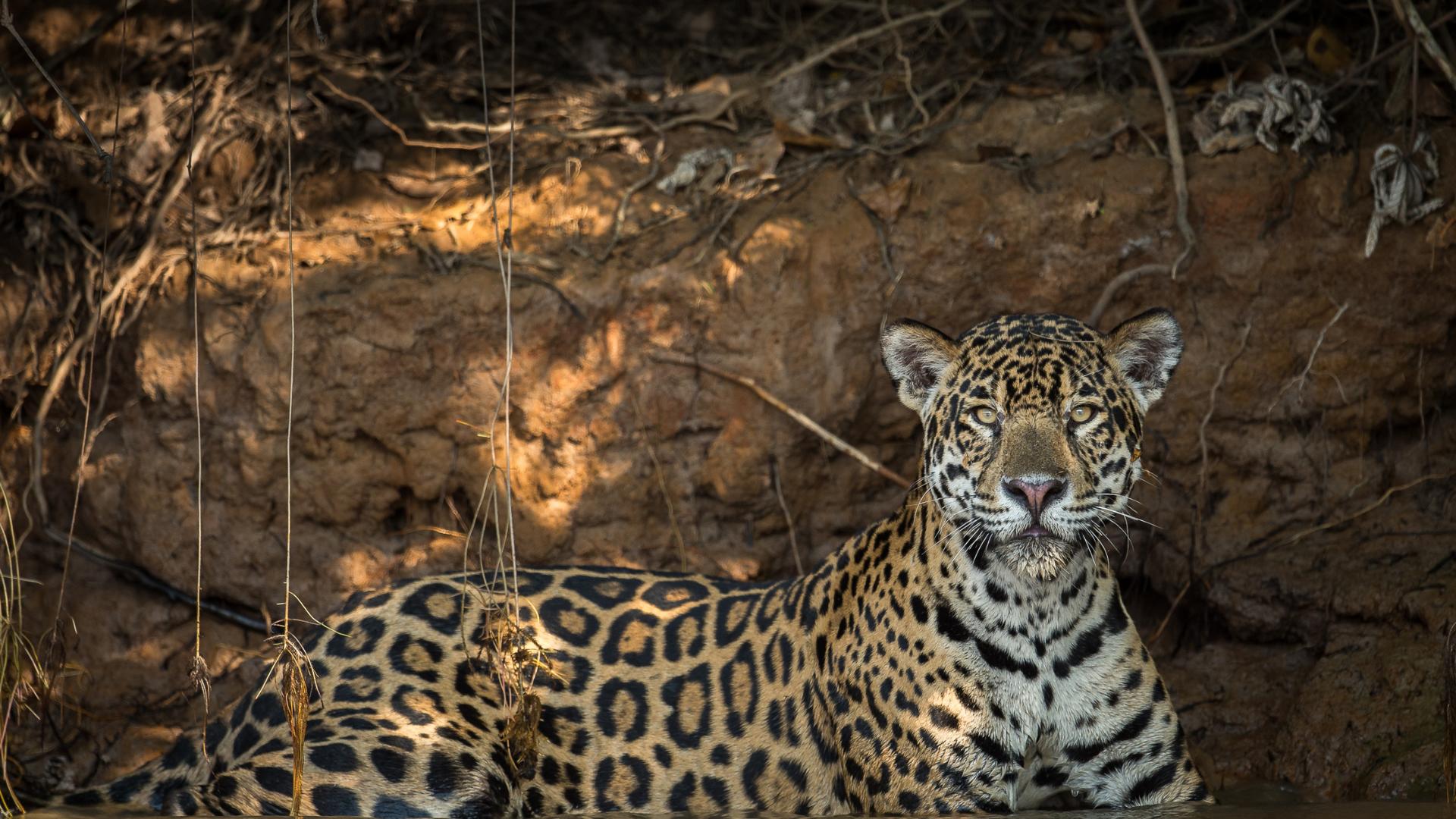 Brazil Amazon, Pantanal & Jaguars Hosted By Denell Falk - May 28 - June ...