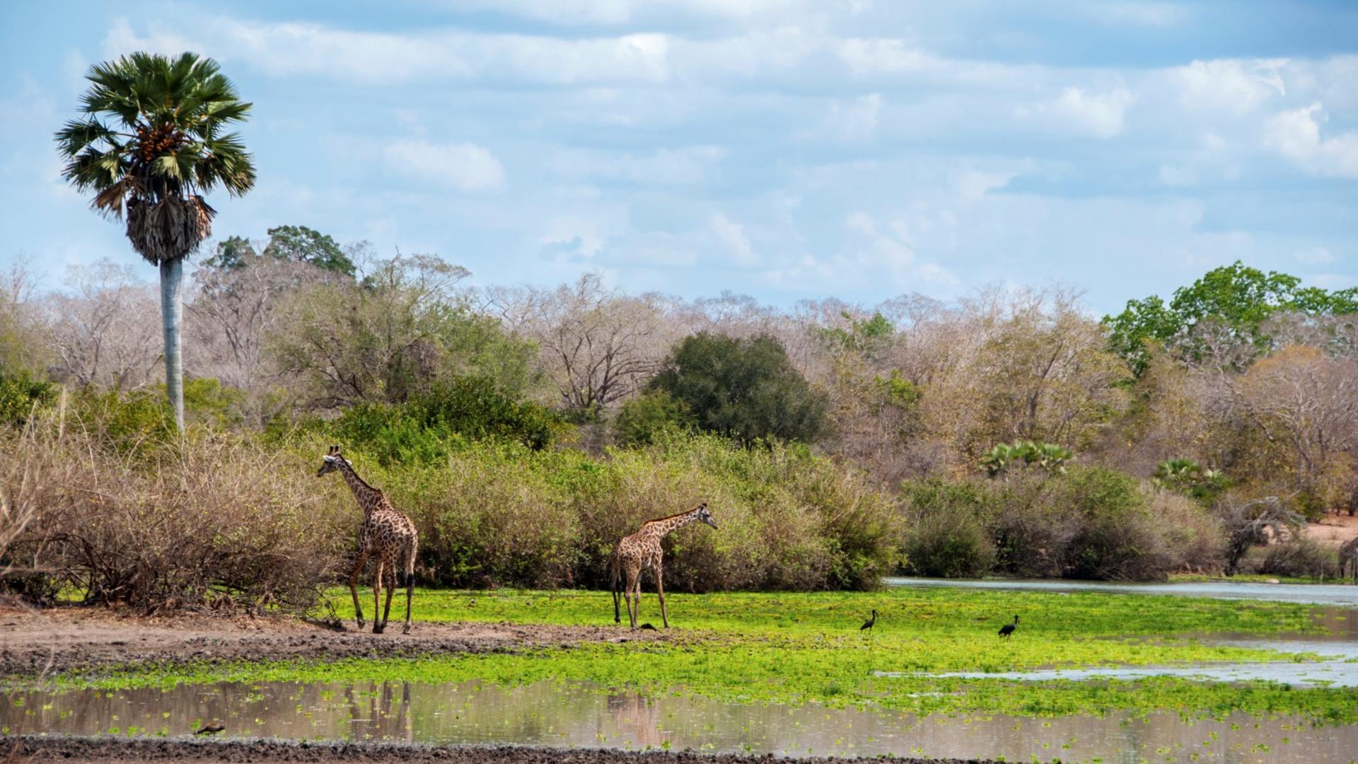 Tansania Lodge Safari Best Of Tansania