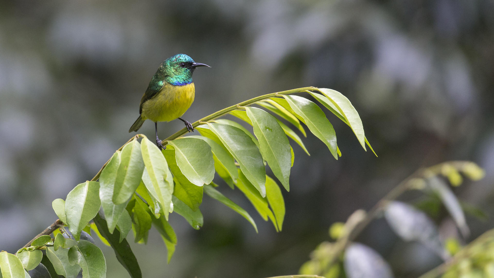 South Africa Bird Photography Safari - 2023