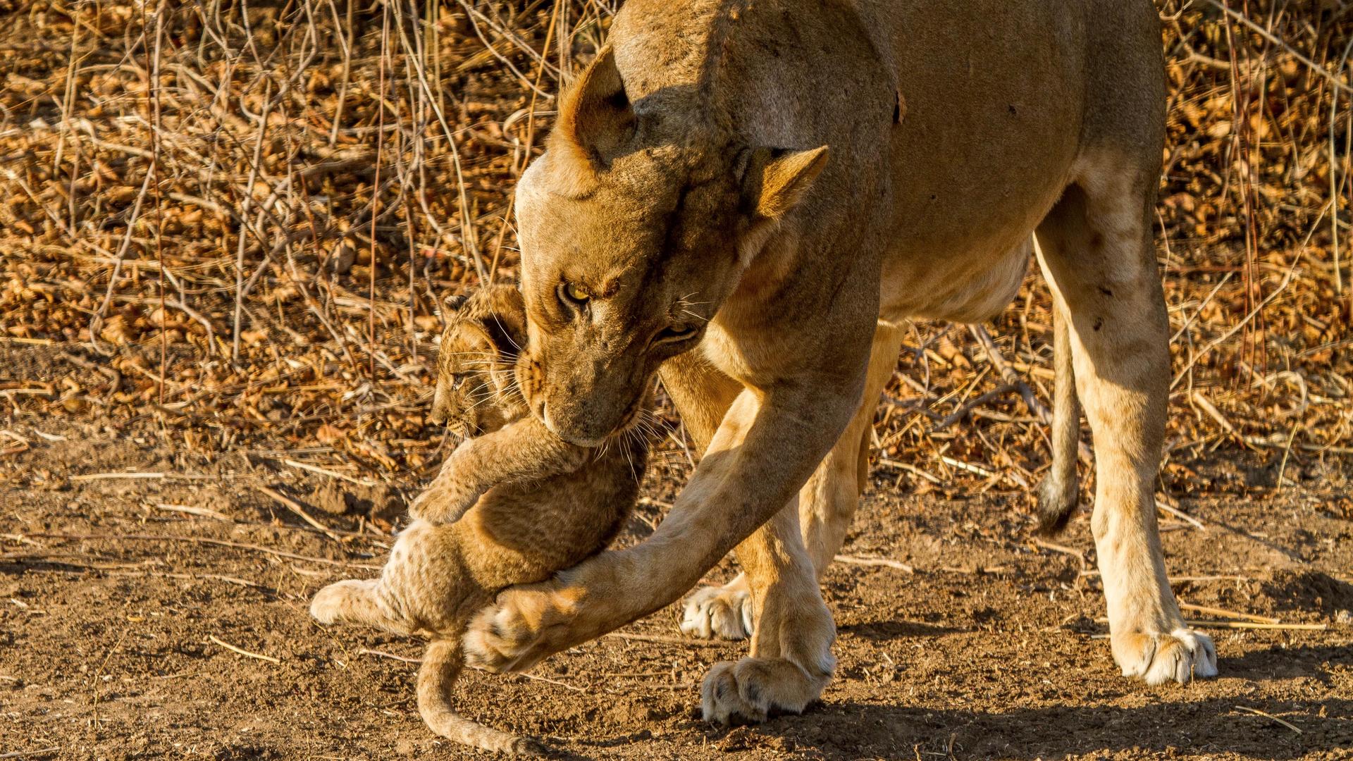 Zambian Carnivore Safari November 2024