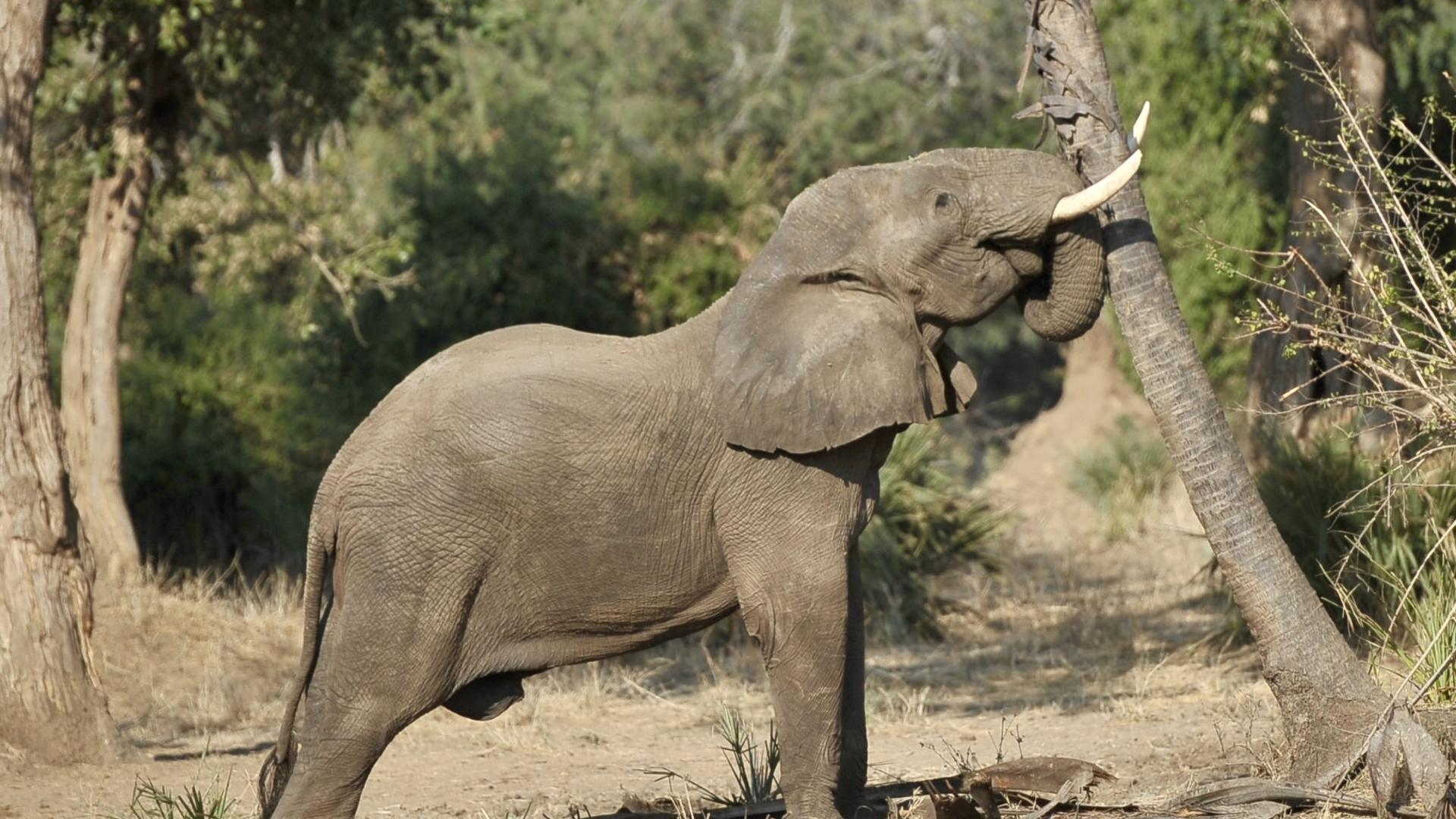 Classic Zambia Safaris Combine The Lower Zambezi And The Kafue 2025