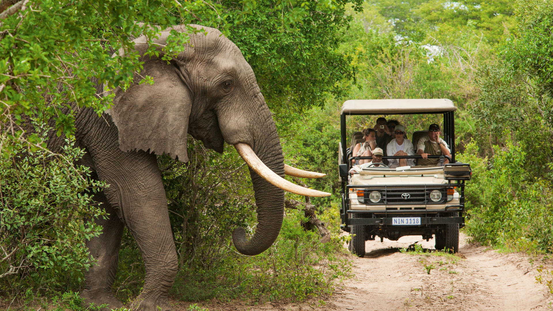 Luxury Cape Town and Malaria Free 5*Pilanesberg Safari