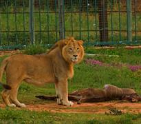 Lion Release now free-roaming