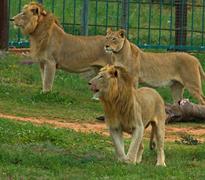 Lion Release, now free-roaming
