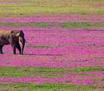 Spring Elephant