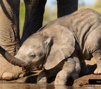 Up close and personal game viewing