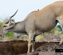 Mashatu's wildlife