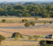 Game drives at Mashatu Game Reserve
