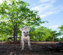 Mashatu's Wildlife