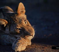 Mashatu's Wildlife