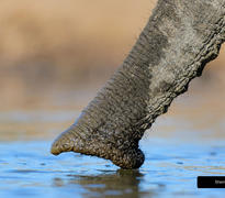 Photographic hide