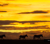 Burning savannah
