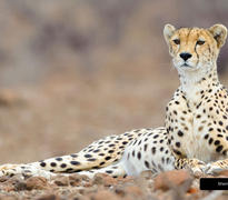 Mashatu's wildlife