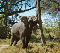 Elephant in Camp