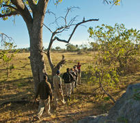 Bush walks