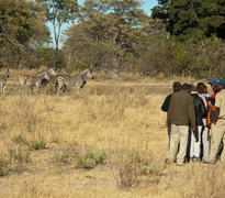 Bush Walks
