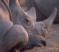 White Rhino